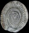 Dactylioceras Ammonite Stand Up - England #46569-1